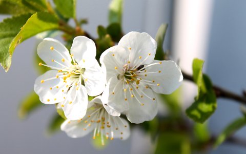 Cherry Blossom