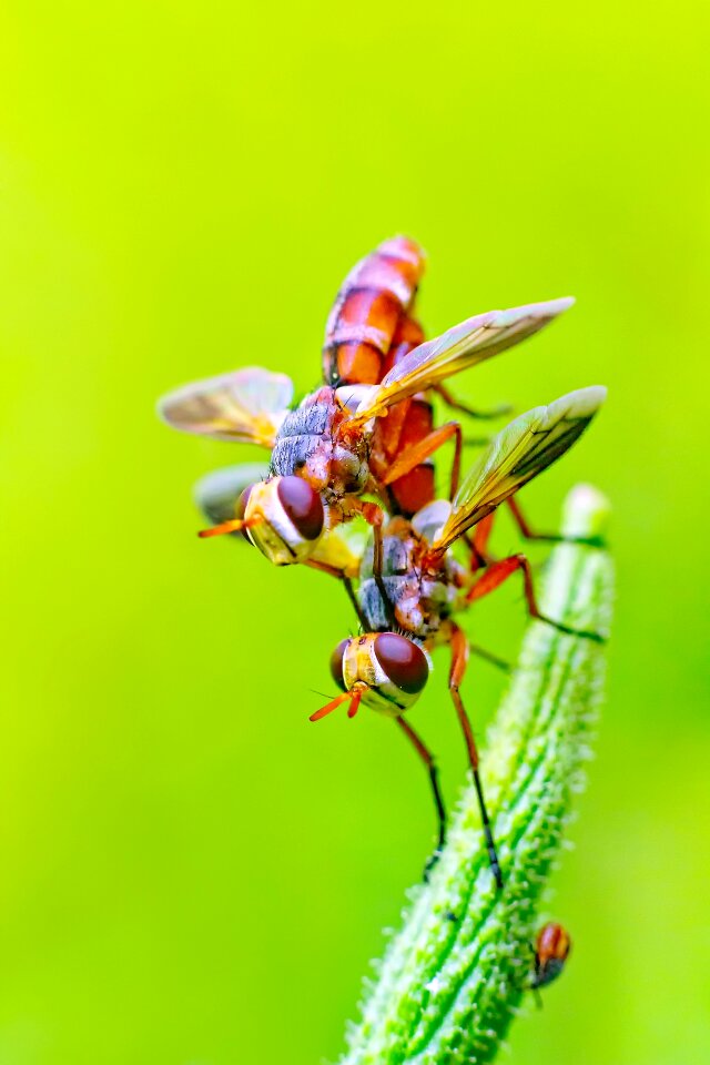 Nature mating sex