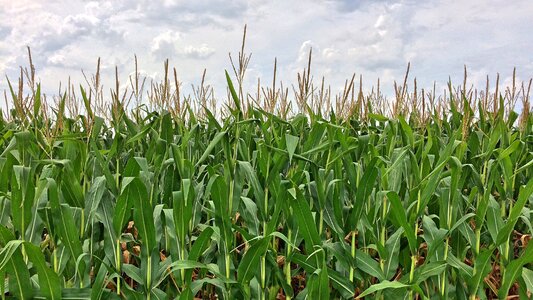 Farm crop green farm