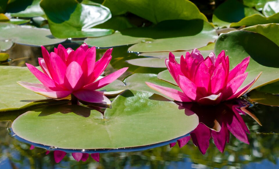 Pond water lily flower
