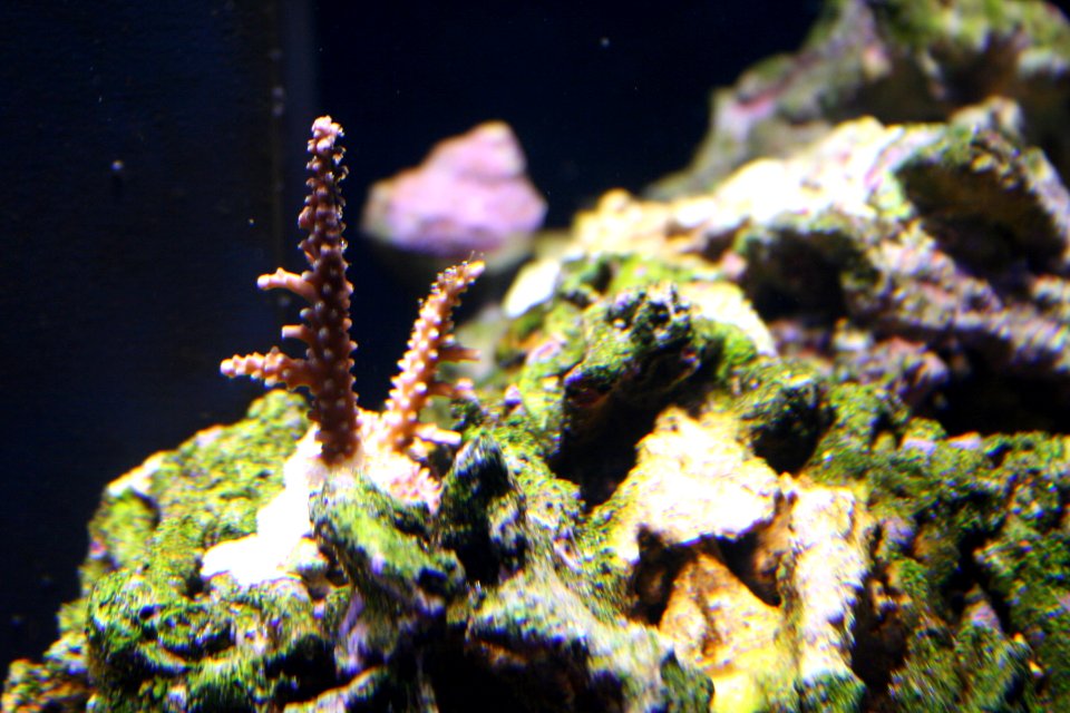 Little Coral
