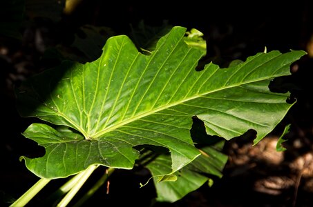 Alocasia brisbanensis rainforest forest