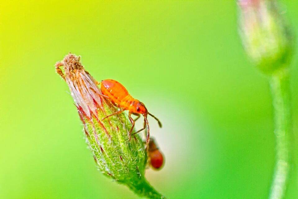 Bug insect india