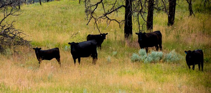 6449 NRCS projects.jpg