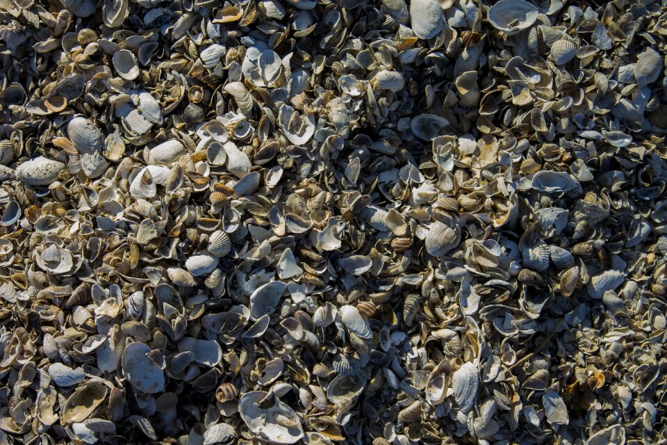 Shellfish texture background