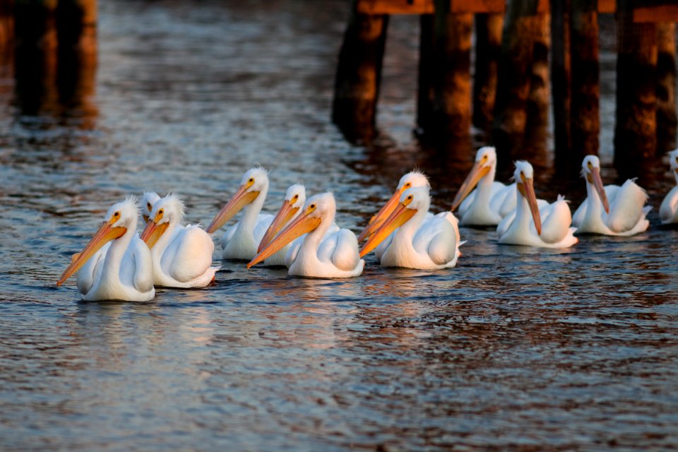 Flotilla