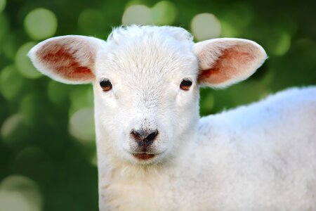 Animal wool cute