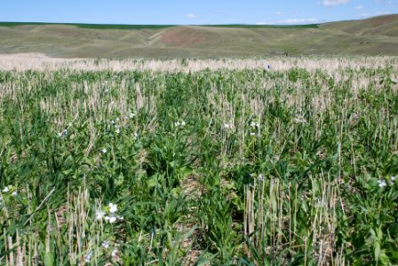 Cover Crops Tour 057