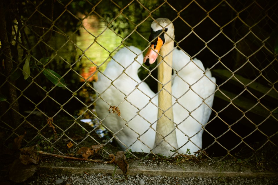 Willowbank Wildlife Reserve