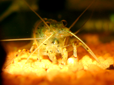 Caridina multidentata