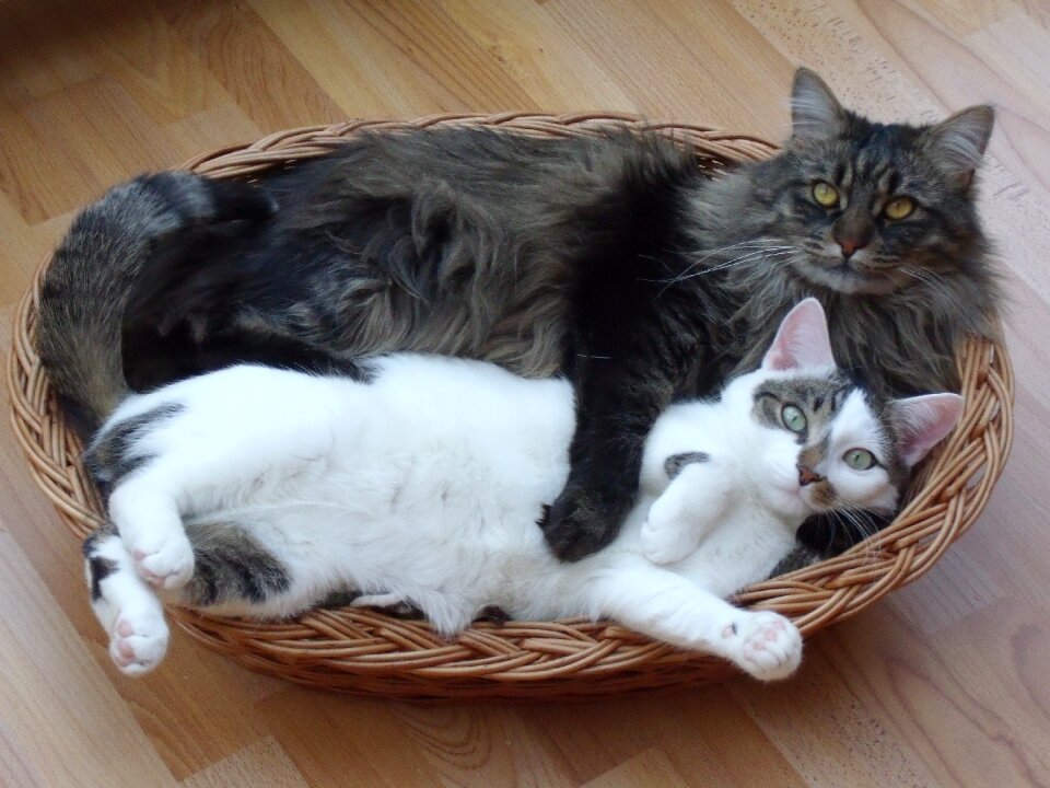 Pet cat love friends