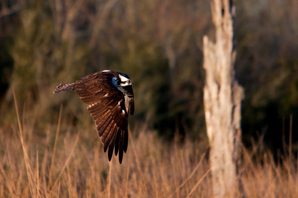 Osprey