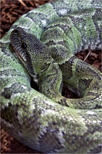 Tree snake reptile dangerous photo