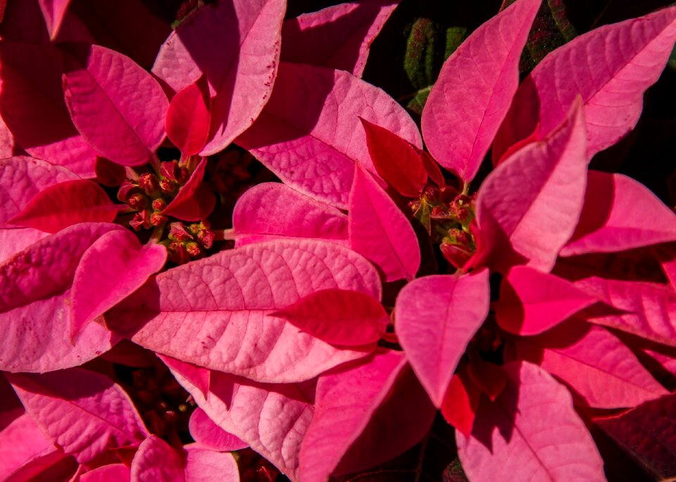 Pink bright christmas