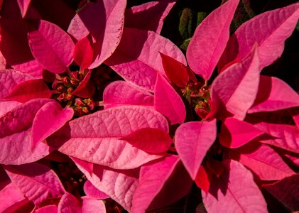 Pink bright christmas photo