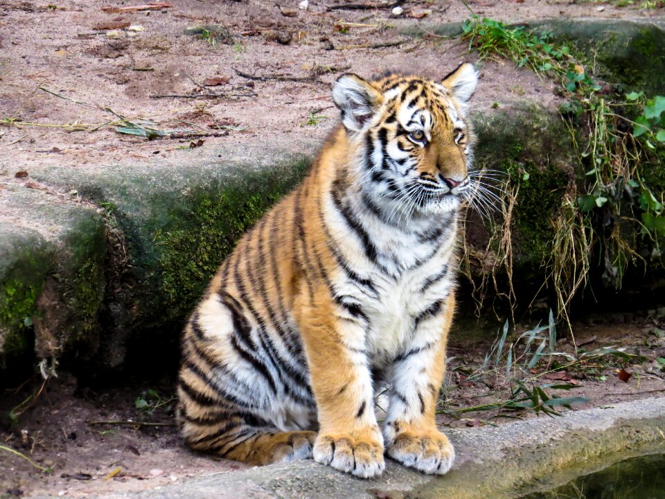 Young animal young tiger big cat