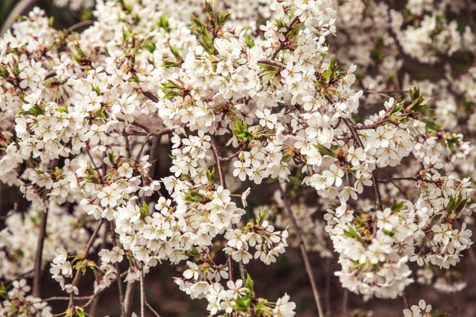 Spring nature bloom