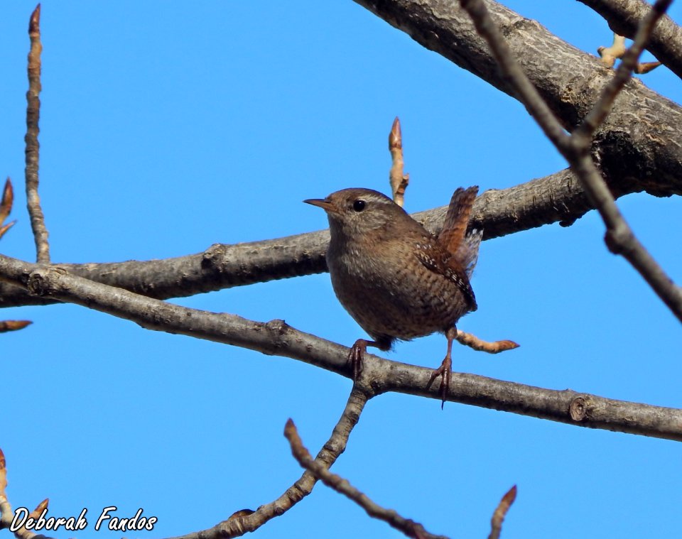 Chochín (Troglodytes troglodytes)