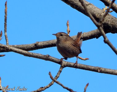 Chochín (Troglodytes troglodytes)