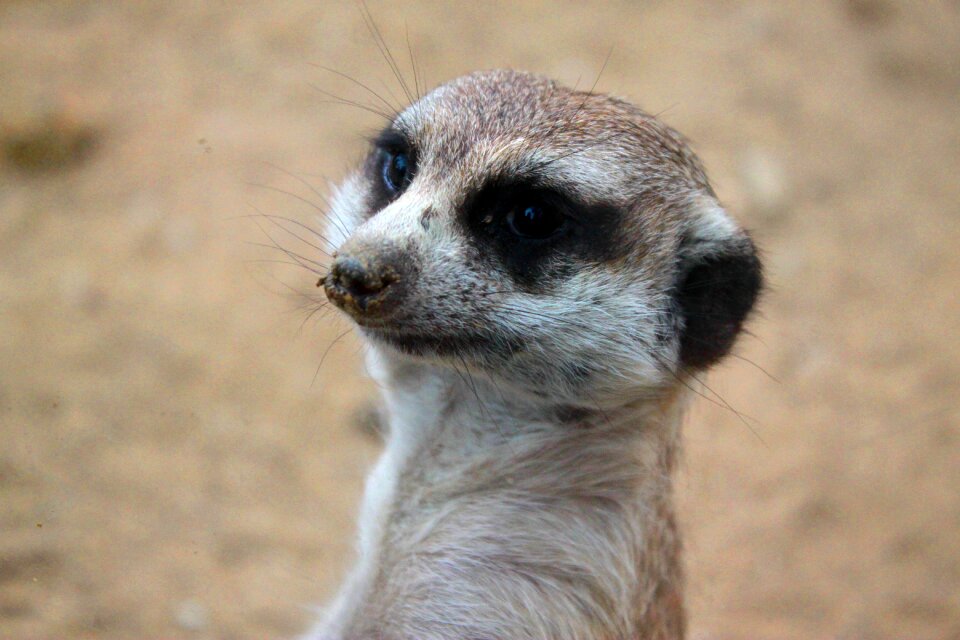 Zoo cute little
