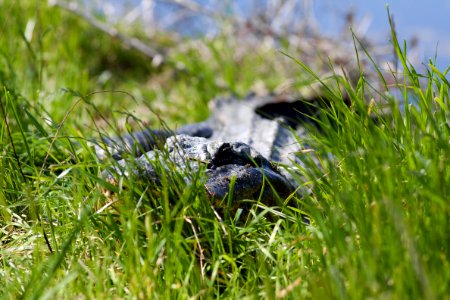 American Alligator