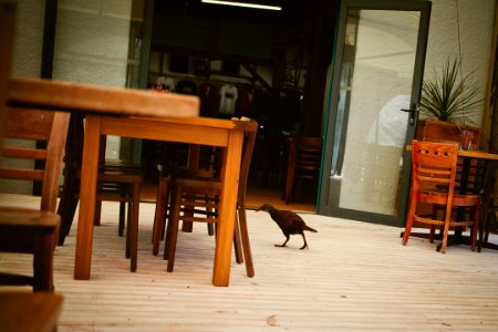 Weka at the cafe photo