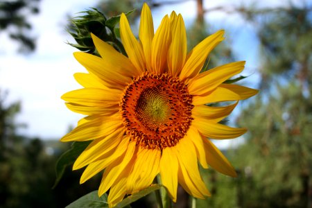 The Sun
