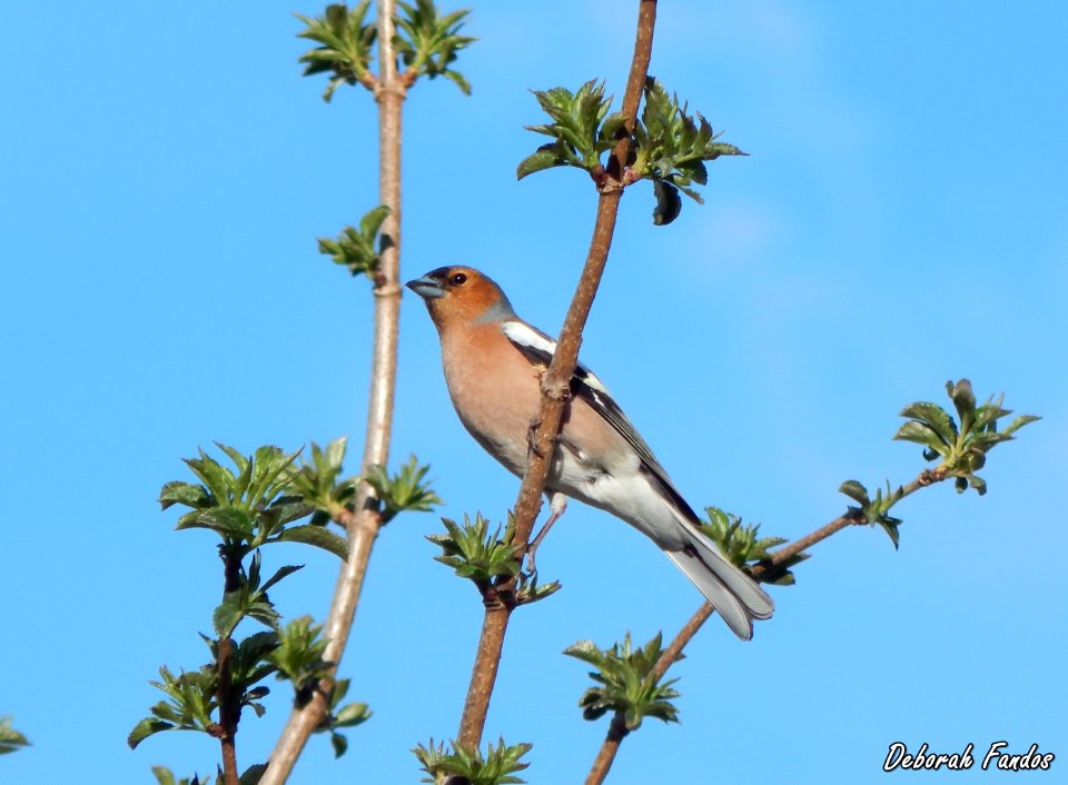 Pinzón vulgar (Fringilla coelebs)