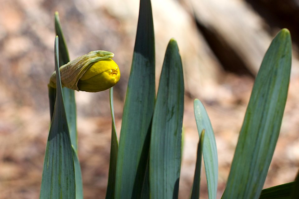 Pucker Up Daffodil