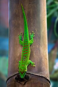 Reptile lizard small green