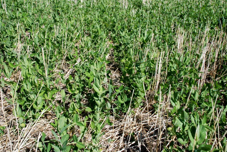 Cover Crops Tour025