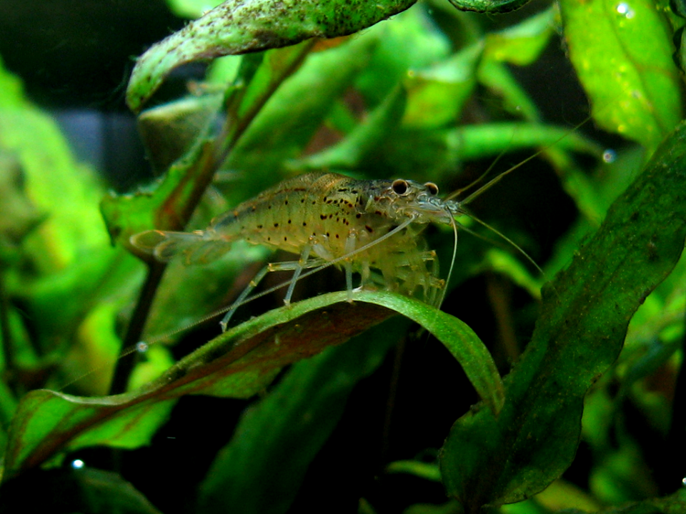 Caridina multidentata