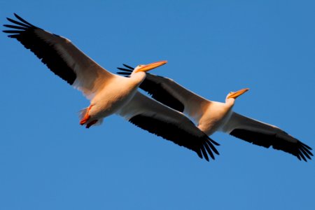 American White Pelican