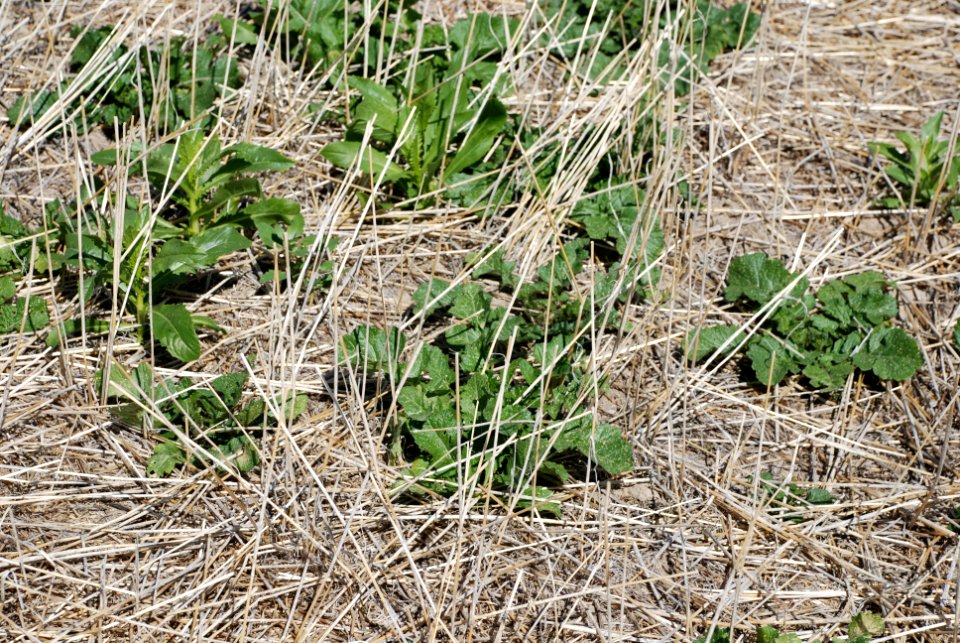 Cover Crops Tour 074