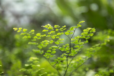 Green leaf nature