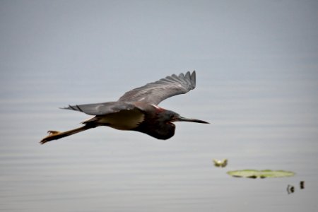 Tricolored Heron