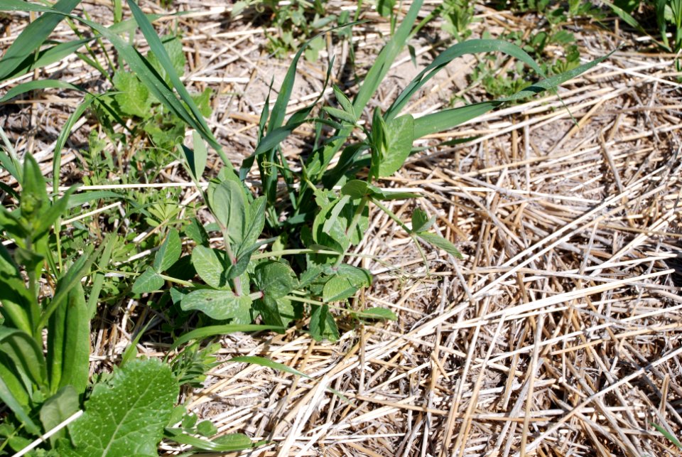 Cover Crops Tour 055
