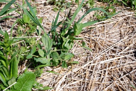 Cover Crops Tour 055