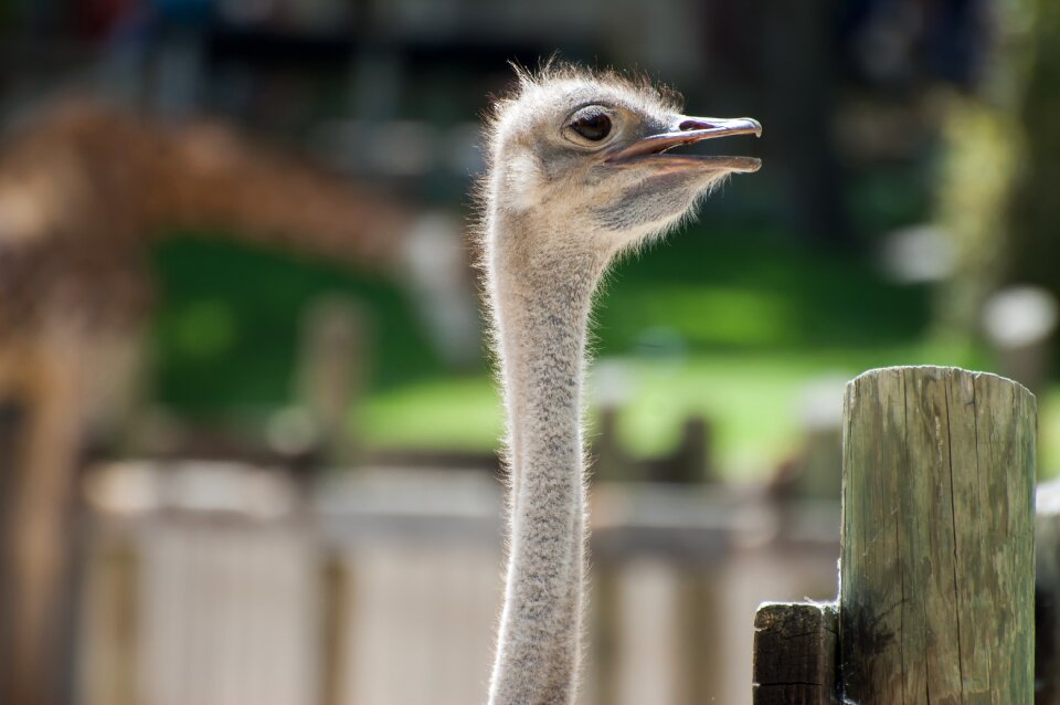 Fauna ostriches birds