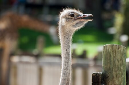 Fauna ostriches birds photo