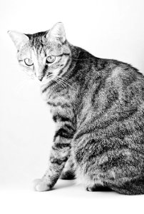 Portrait of Kitty photo