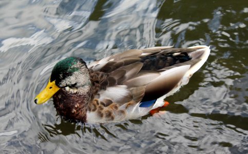 Like a duck on water photo