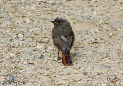 Colirrojo tizón (Phoenicurus ochruros)