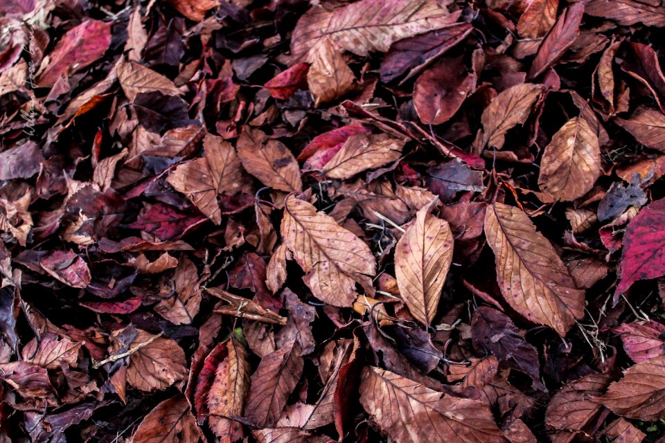 Dry leaf nature dry tree