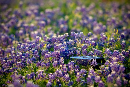 Bluebonnets photo