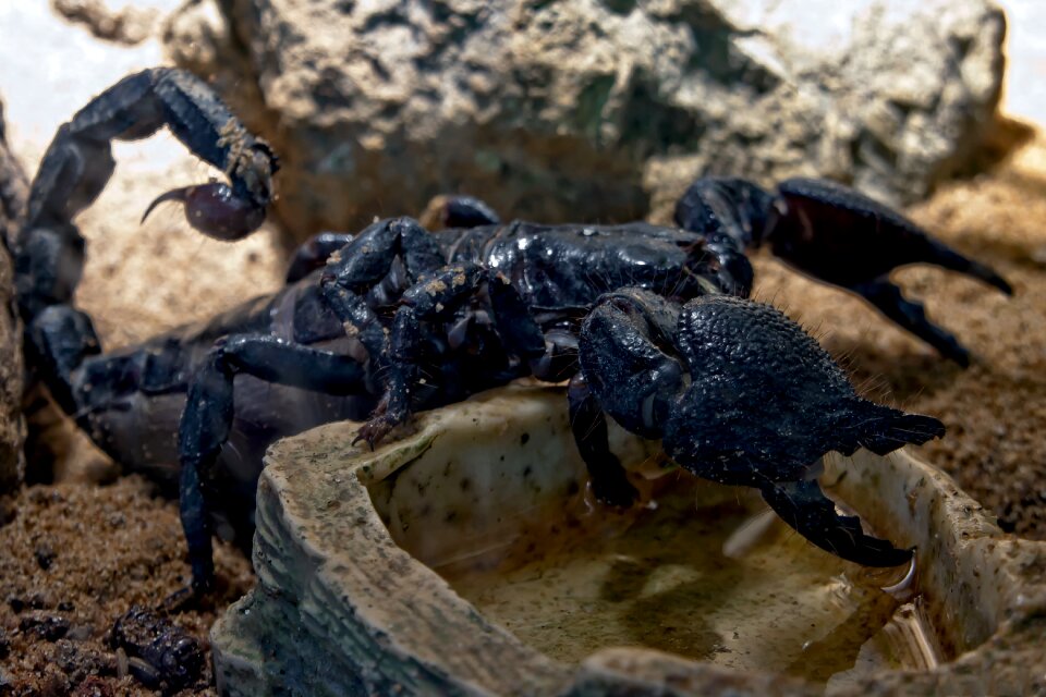 Animal arachnid sting