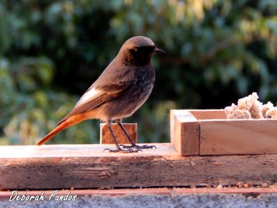 Colirrojo tizón (Phoenicurus ochruros) photo