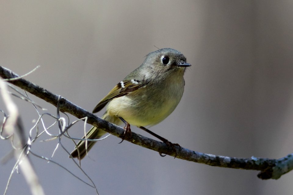 Ruby-crowned Kinglet