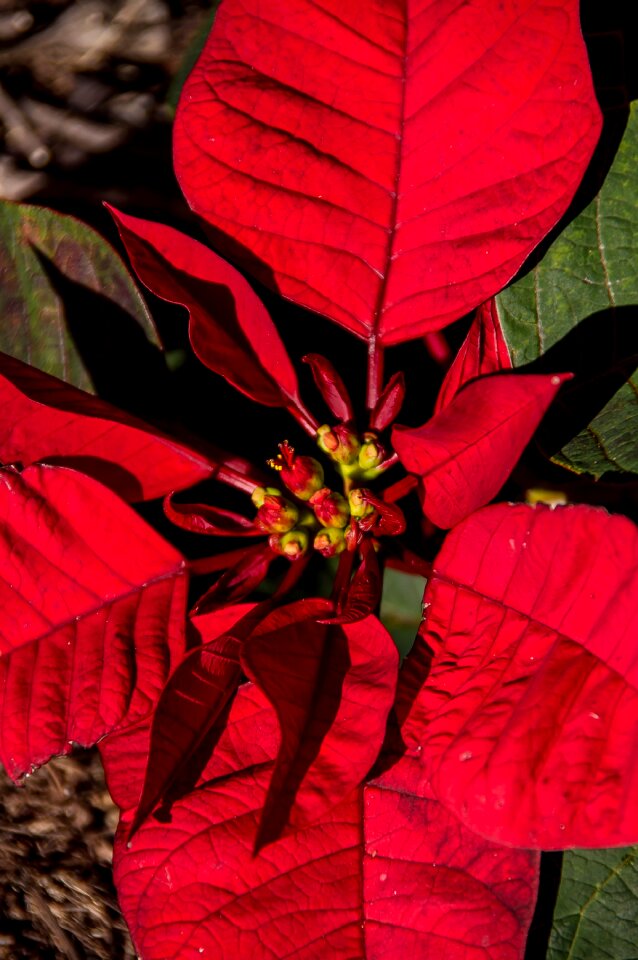 Red bright christmas