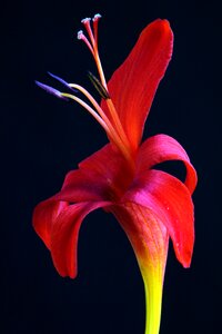 Montbretia plant red